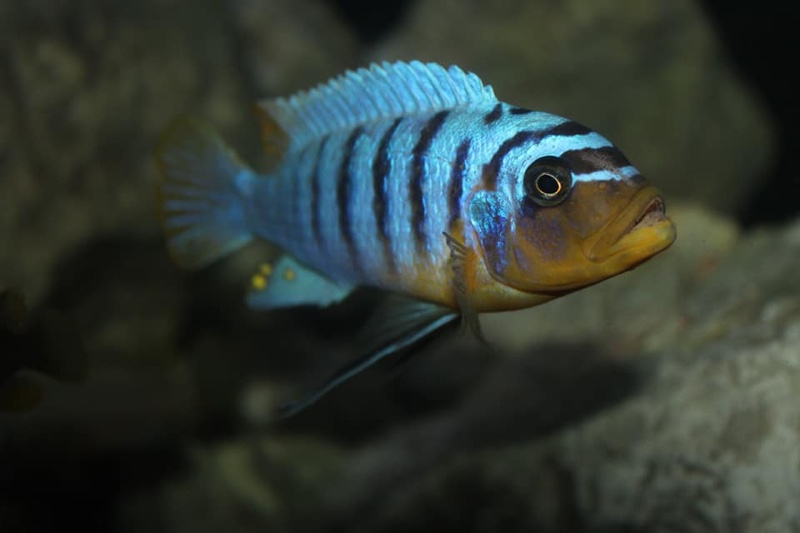 Maylandia fainzilberi 'Manda'